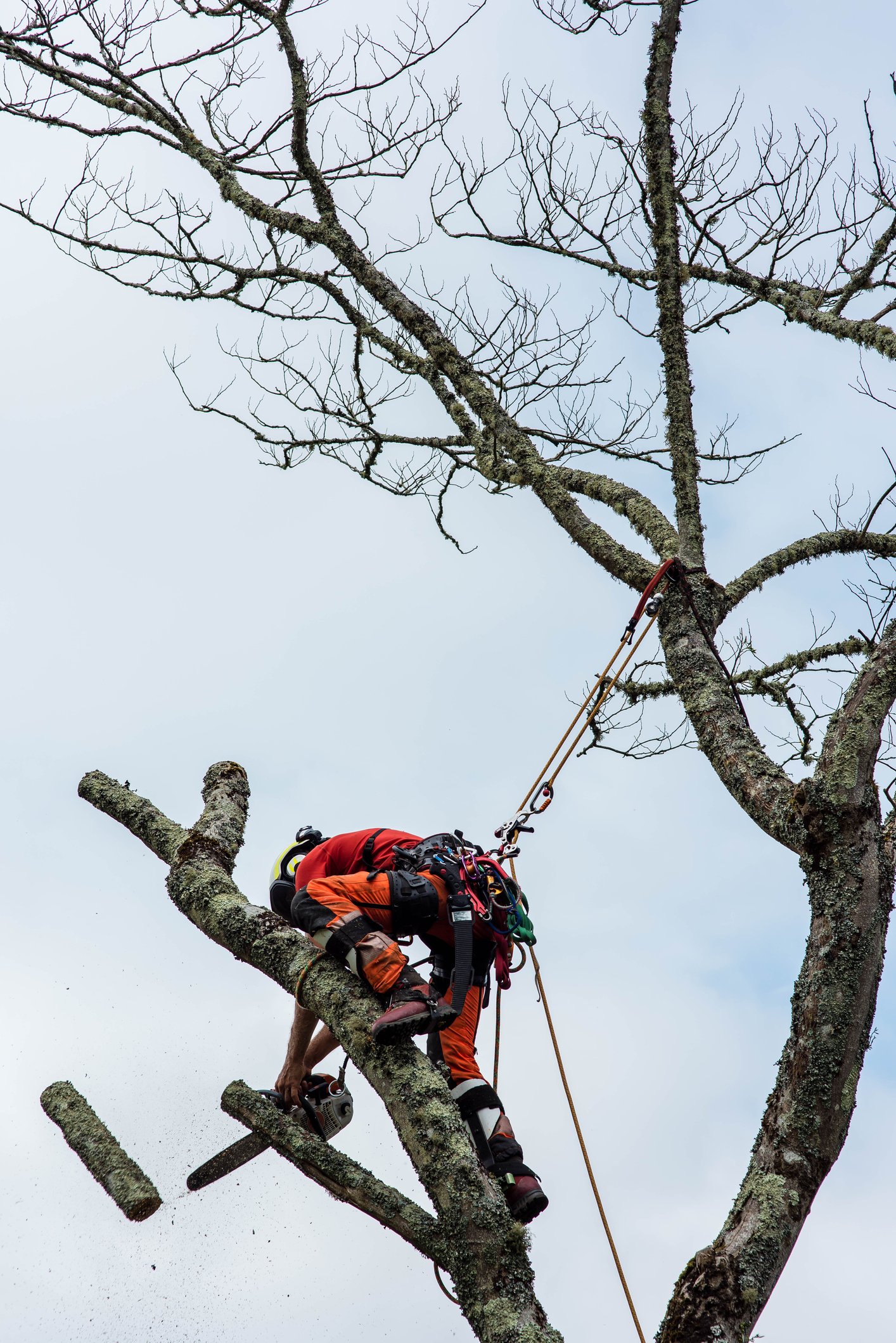 Baumpfleger in Ravensburg