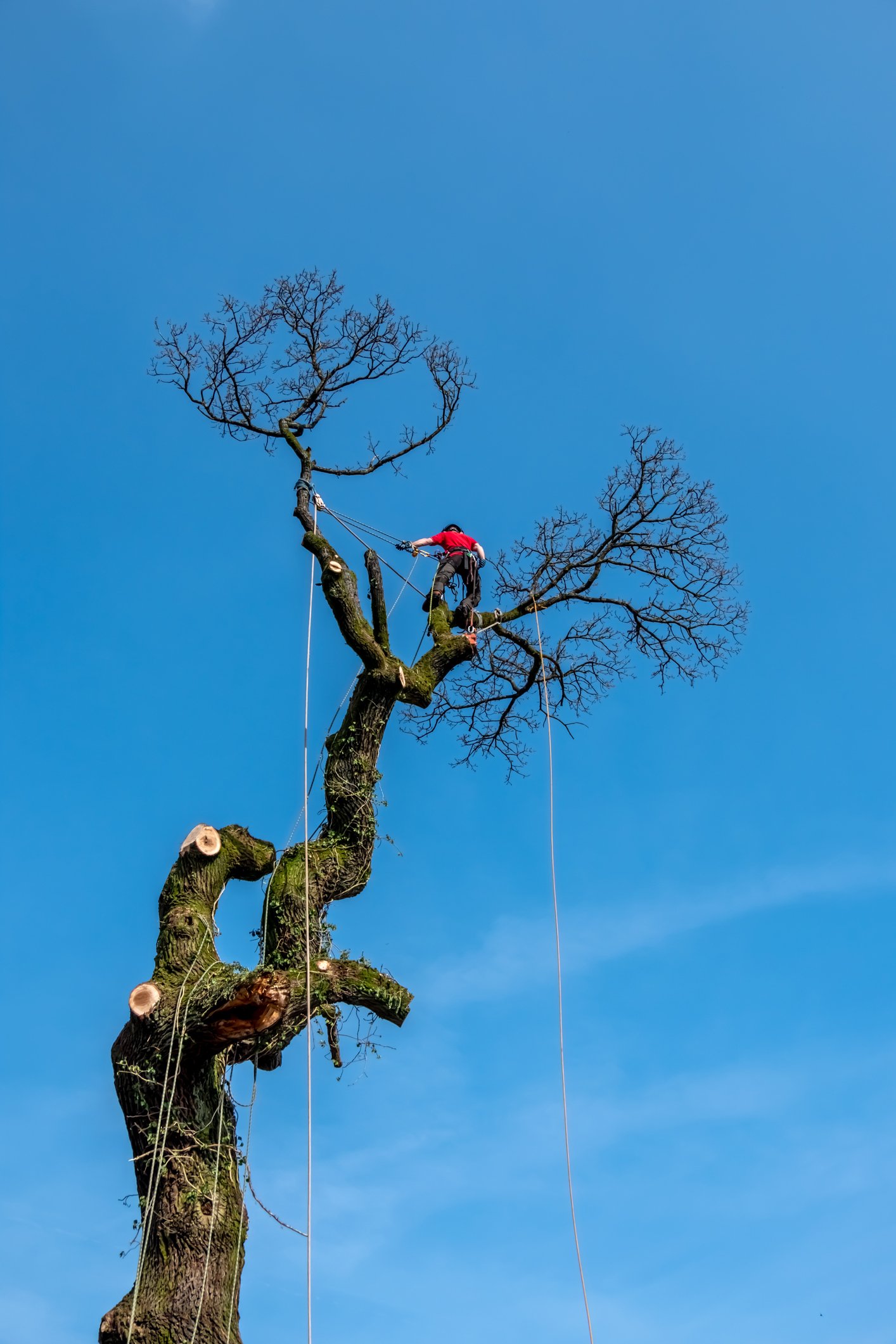 Baumpflege Ravensburg