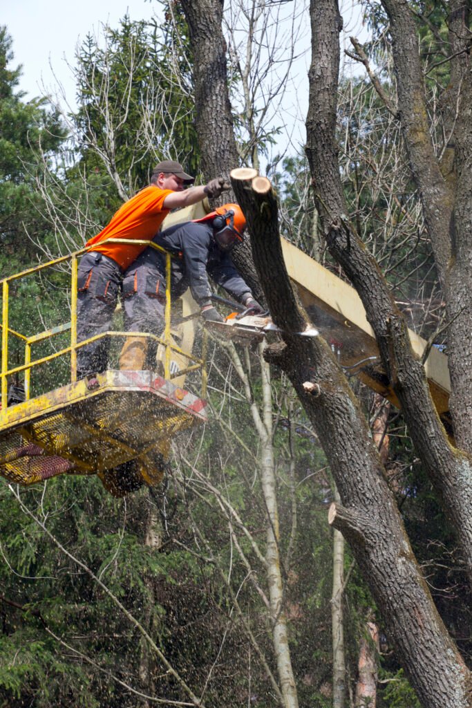Baumpflege Baumkontrolle Ravensburg