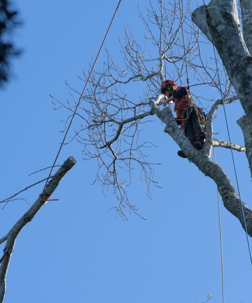 Baumpfleger am Arbeiten in Ravensburg